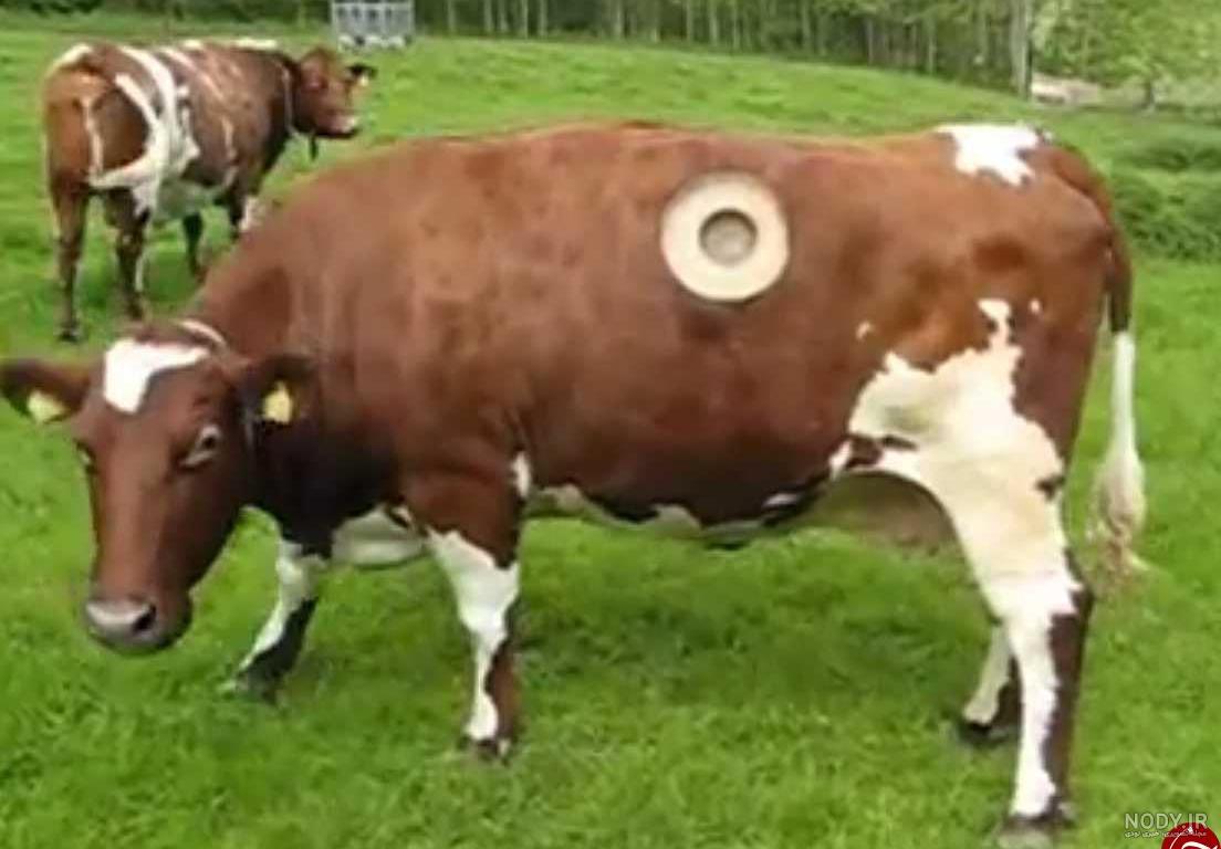 نژاد گاو شیری