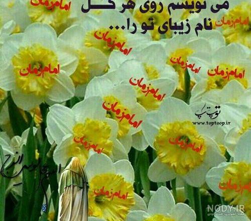 گل نرگس باران خورده گل نرگس باران خورده
