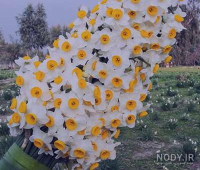 گل نرگس به گل شقایق گفت من گل نرگس به گل شقایق گفت من