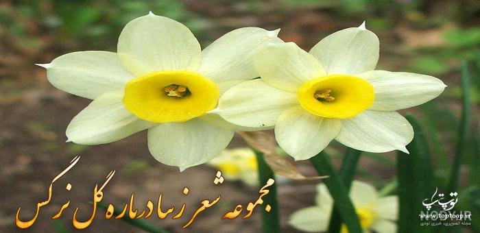 گل نرگس و باران گل نرگس و باران