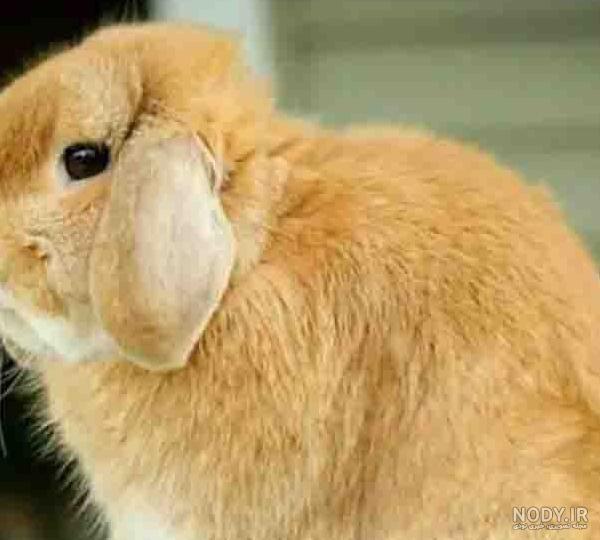 گونه های خرگوش