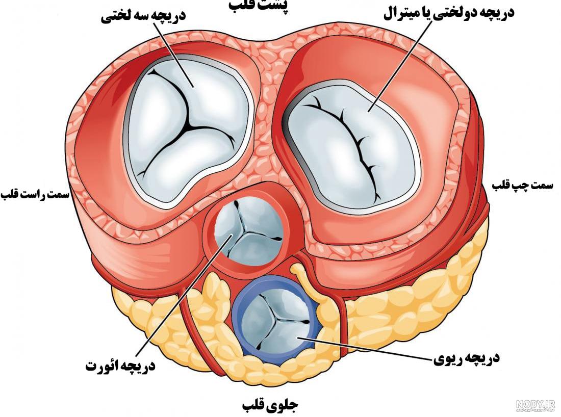 عکس قلب انسان واقعی در بدن عکس قلب انسان واقعی در بدن