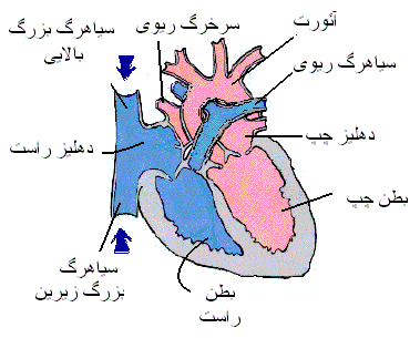 قلب انسان واقعی
