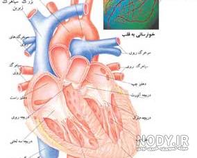 کار قلب به زبان ساده کار قلب به زبان ساده