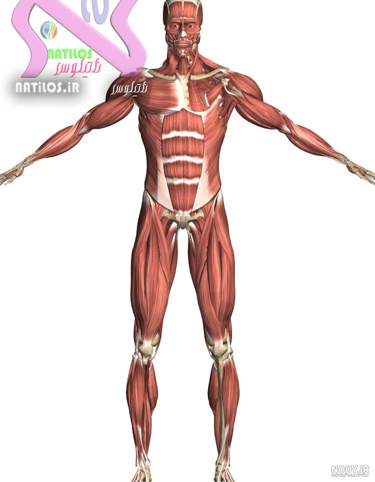 آناتومی عضلات پشت بدن
