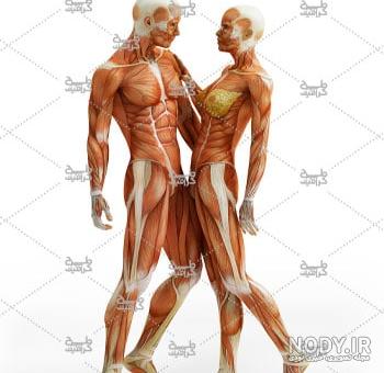 آناتومی عضلات پشت بدن