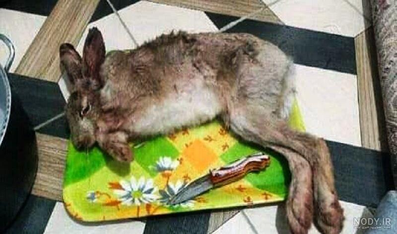 آیا خرگوش صاحبش را میشناسد