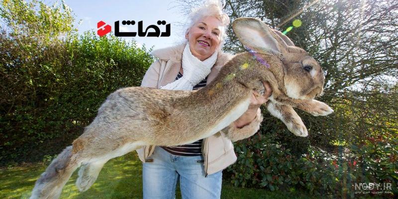 آیا خرگوش صاحبش را میشناسد