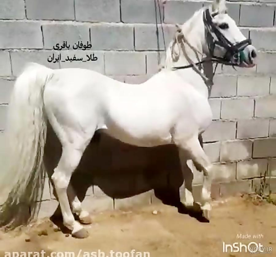اسب طوفان عبدالله کیانی اسب طوفان عبدالله کیانی