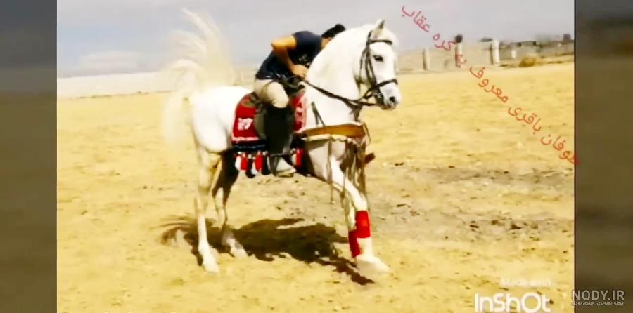 اسب طوفان کبیر اسب طوفان کبیر