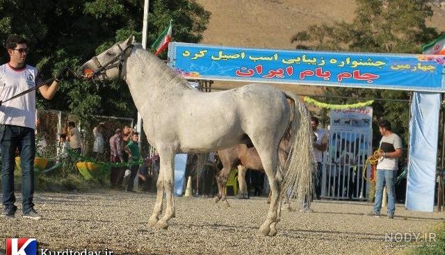 اسب طوفان کیانی اسب طوفان کیانی