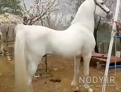 اسب طوفان کیانی اسب طوفان کیانی
