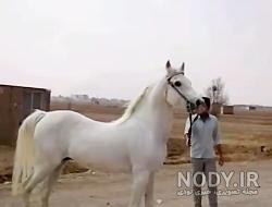 اسب طوفان کیانی اسب طوفان کیانی