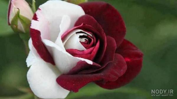 بذر گل رز رونده بذر گل رز رونده