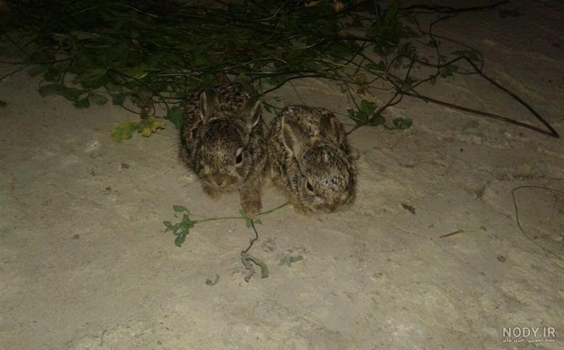 خرگوش نژاد جرسی