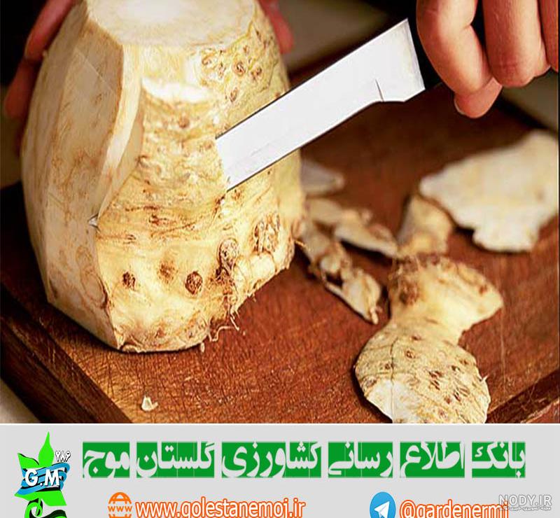 خواص عرق کرفس کوهی خواص عرق کرفس کوهی