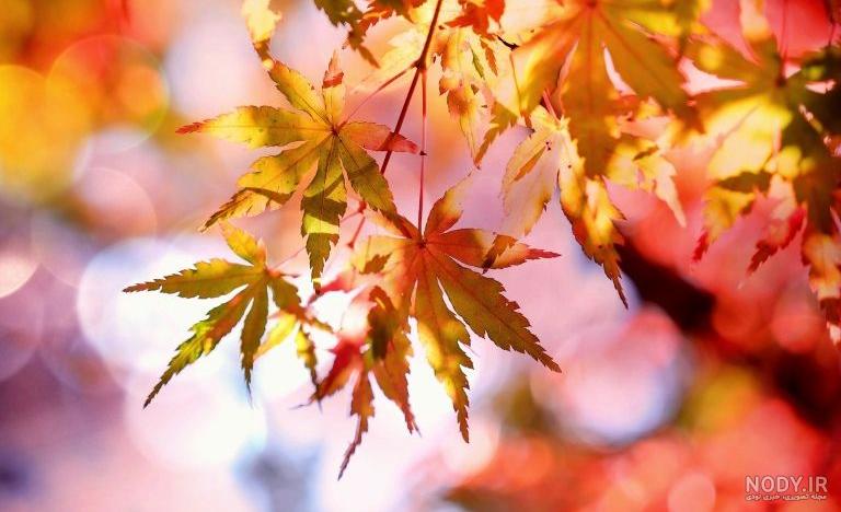 زیباترین عکس پاییزی دنیا
