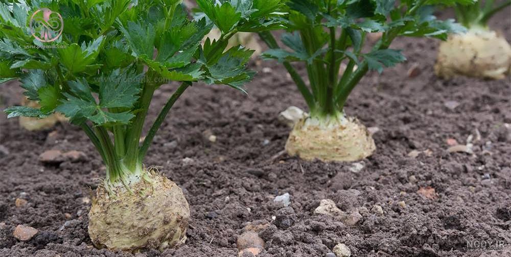 طرز تهیه آب کرفس و هویج طرز تهیه آب کرفس و هویج
