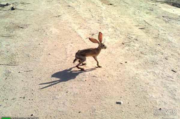 علت بوی بد ادرار خرگوش