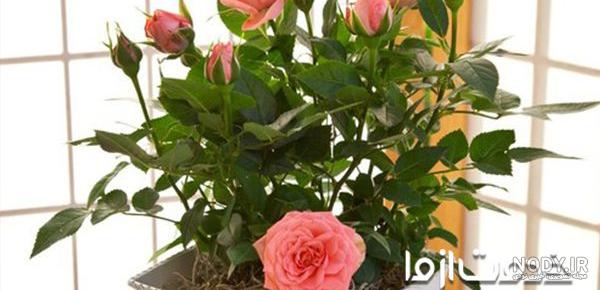 علت خشک شدن گل رز ساناز علت خشک شدن گل رز ساناز