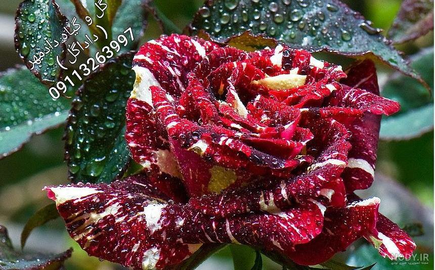 عمر گل رز رونده عمر گل رز رونده