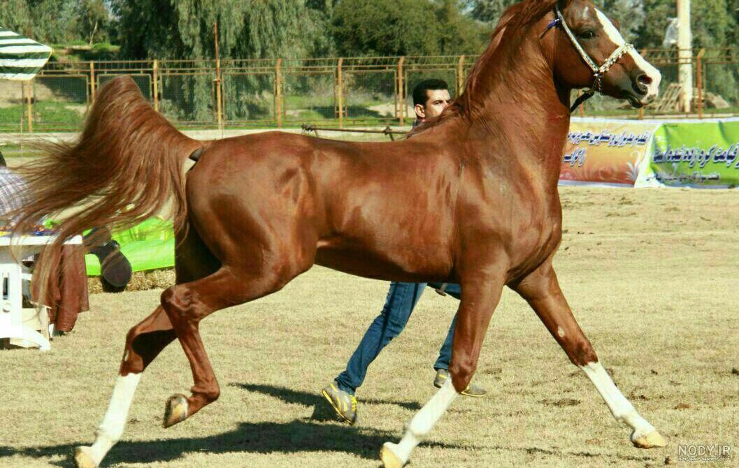 عکس اسب زکریا