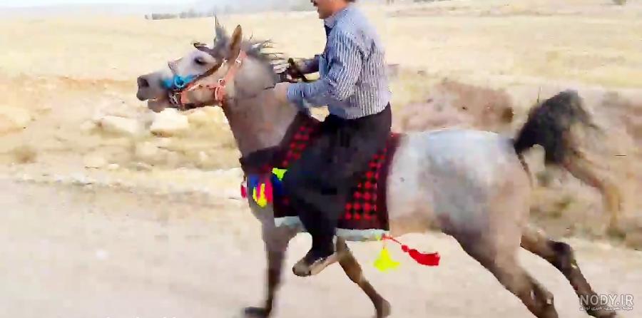 عکس اسب طوفان باقری عکس اسب طوفان باقری