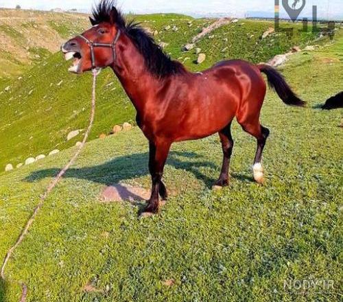 عکس اسب طوفان رفسنجان عکس اسب طوفان رفسنجان