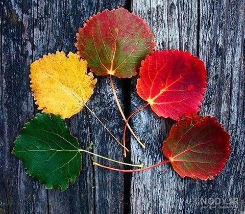 عکس زیبای پروفایل پاییزی