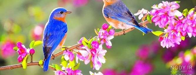 عکس شادی در طبیعت