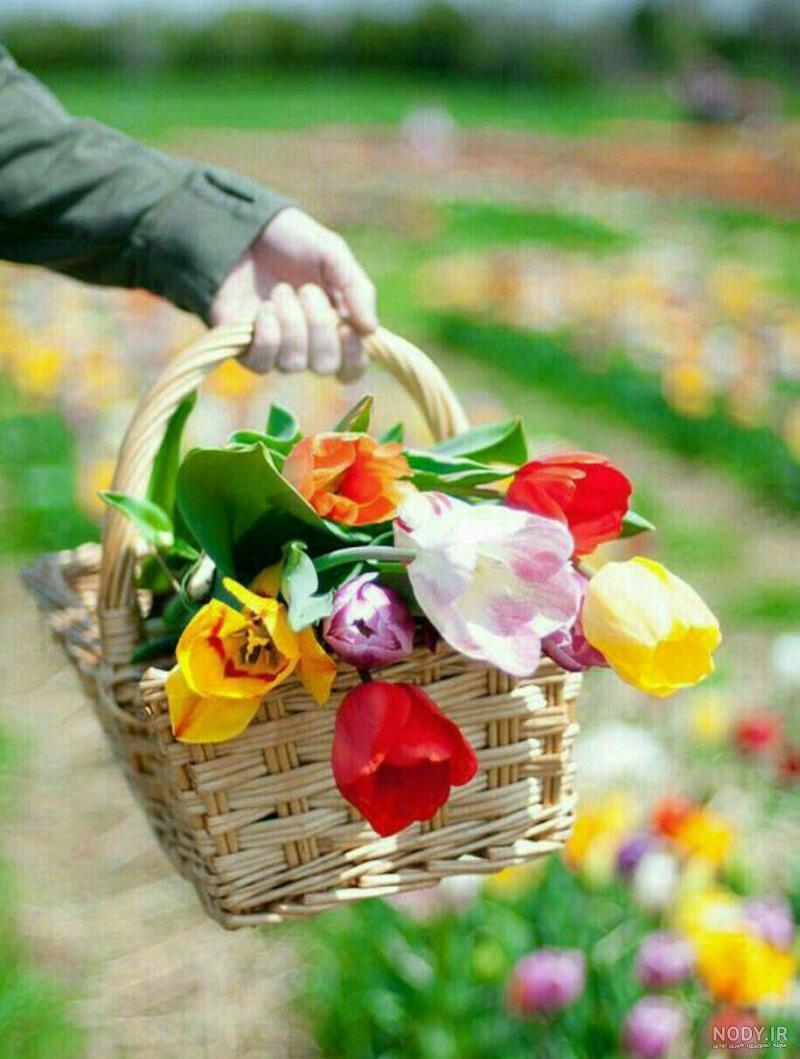 عکس طبیعت واقعی