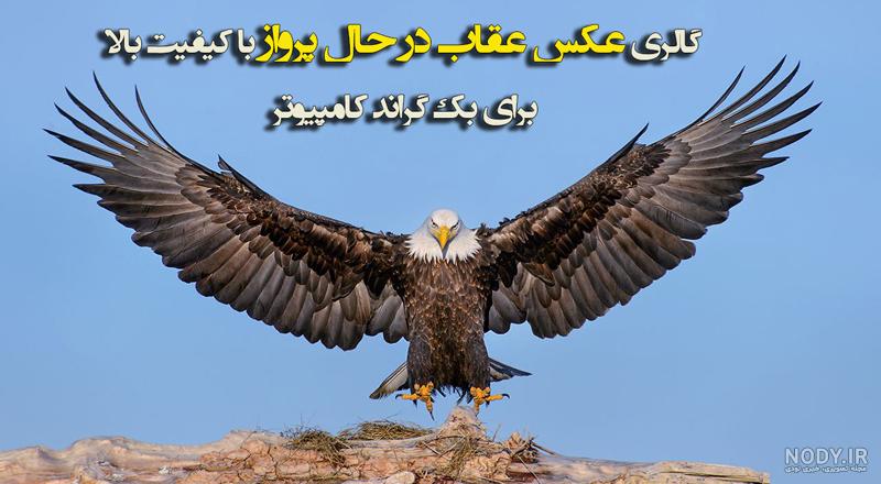عکس نوشته عقاب مغرور