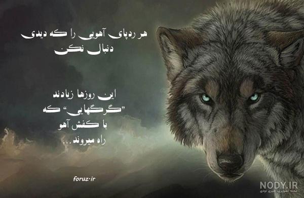 عکس گرگ برای پروفایل عکس گرگ برای پروفایل