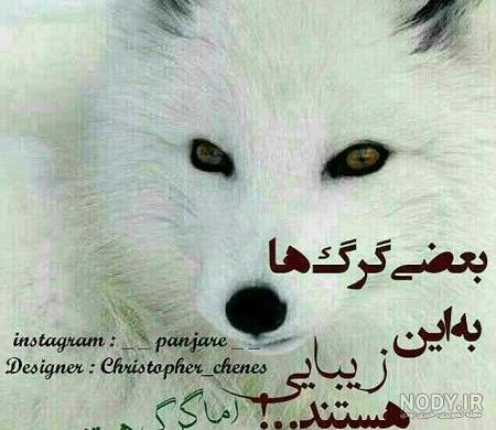 عکس گرگ چشم قرمز عکس گرگ چشم قرمز