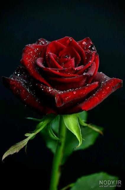 عکس گل رز قرمز مخملی