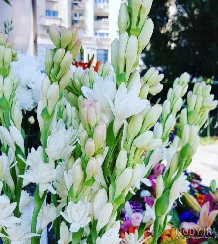 عکس یه سبد گل مریم