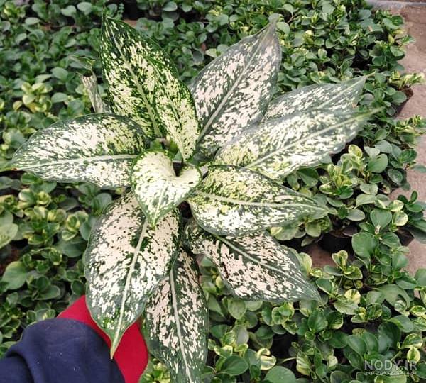 عکسهای گل اگلونما عکسهای گل اگلونما
