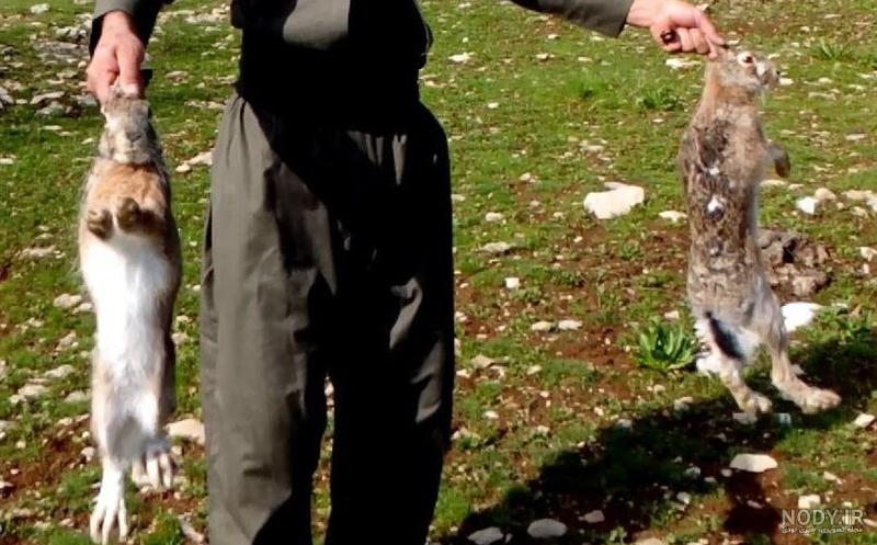 فواید خرگوش برای انسان