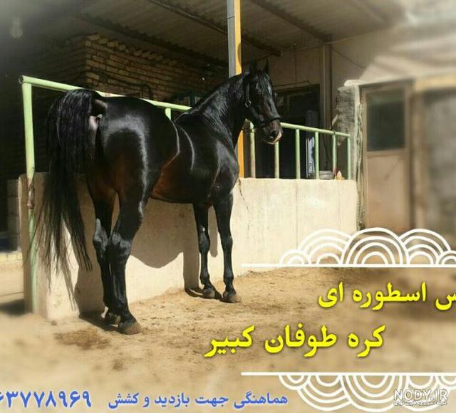 فیلم اسب طوفان فیلم اسب طوفان