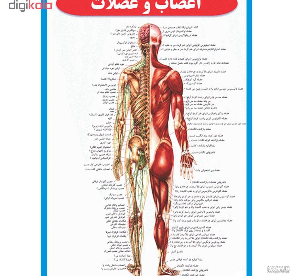 فیلم تشریح ( آناتومی ) کامل بدن انسان به زبان فارسی