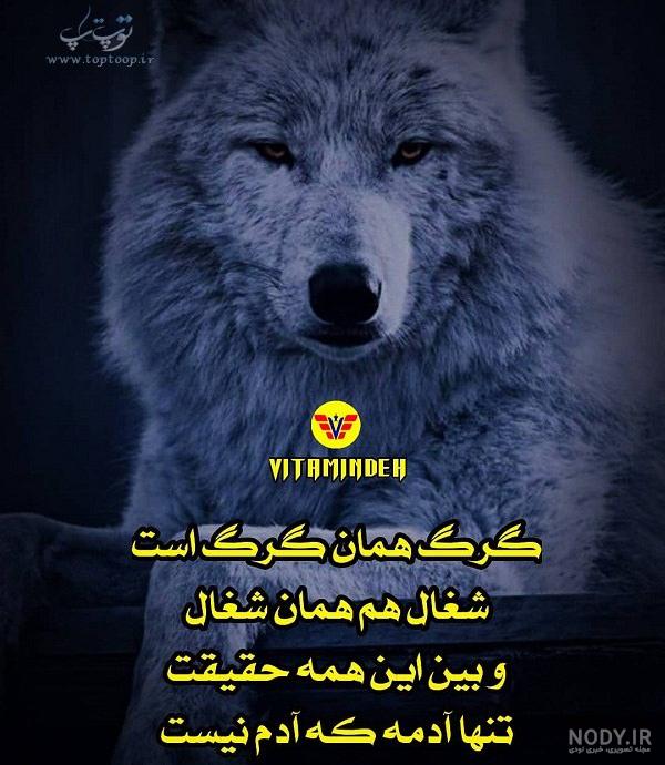 فیلم گرگ فیلم گرگ