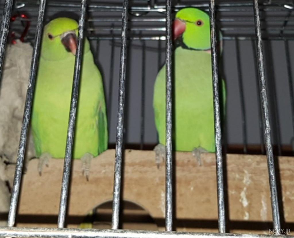 قیمت طوطی برزیلی صورت قرمز