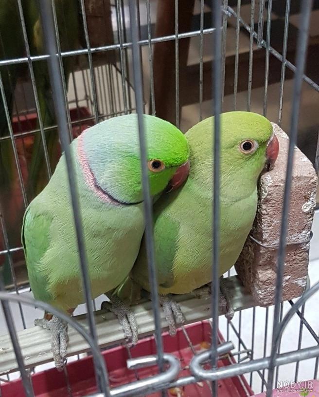 قیمت طوطی کاسکو