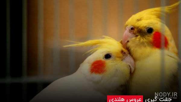 قیمت طوطی کوتوله دیوار