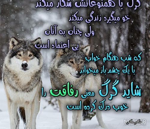 متن گرگ صفت متن گرگ صفت