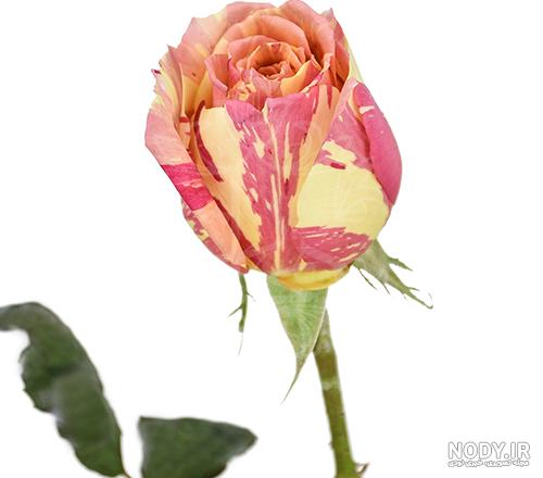 نهال گل رز رونده نهال گل رز رونده