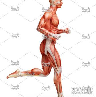 پوستر آناتومی بدن انسان
