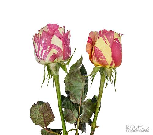 کاشت گل رز در باغچه کاشت گل رز در باغچه