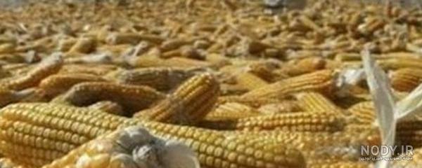 بهترین بذر ذرت علوفه ای بهترین بذر ذرت علوفه ای