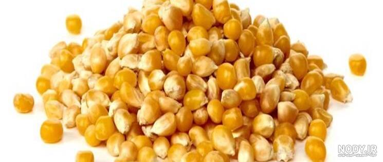 خواص ذرت علوفه ای خواص ذرت علوفه ای